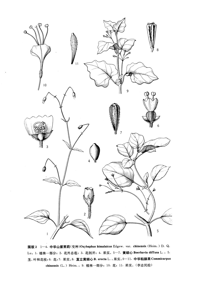 中华山紫茉莉(变种) 中华山紫茉莉(变种)