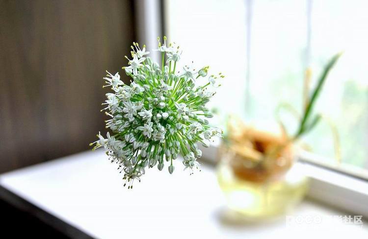 洋葱花 洋葱花