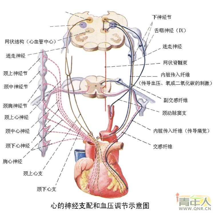 迷走神经反射