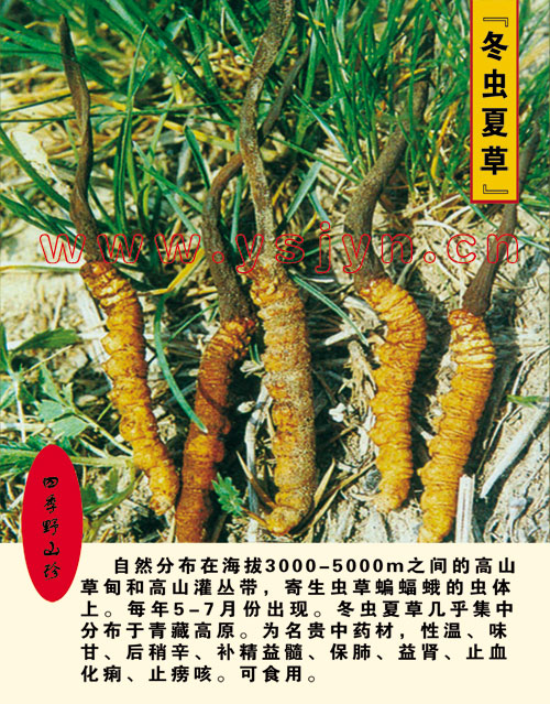 冬虫夏草 冬虫夏草