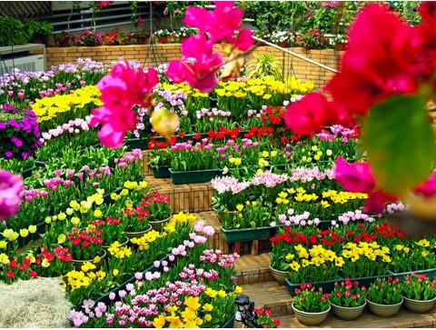 花卉生产 花卉生产
