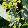 欧洲油菜