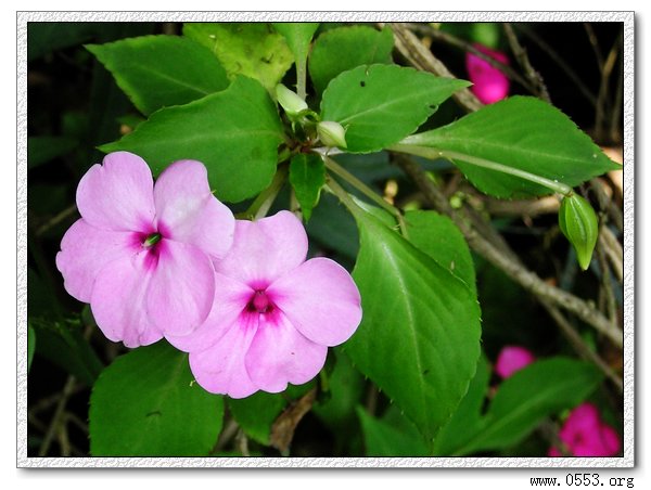 凤仙花 凤仙花