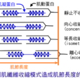 肌肉收缩蛋白质