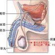 睪丸抽痛