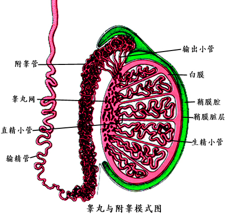 附睪肿瘤