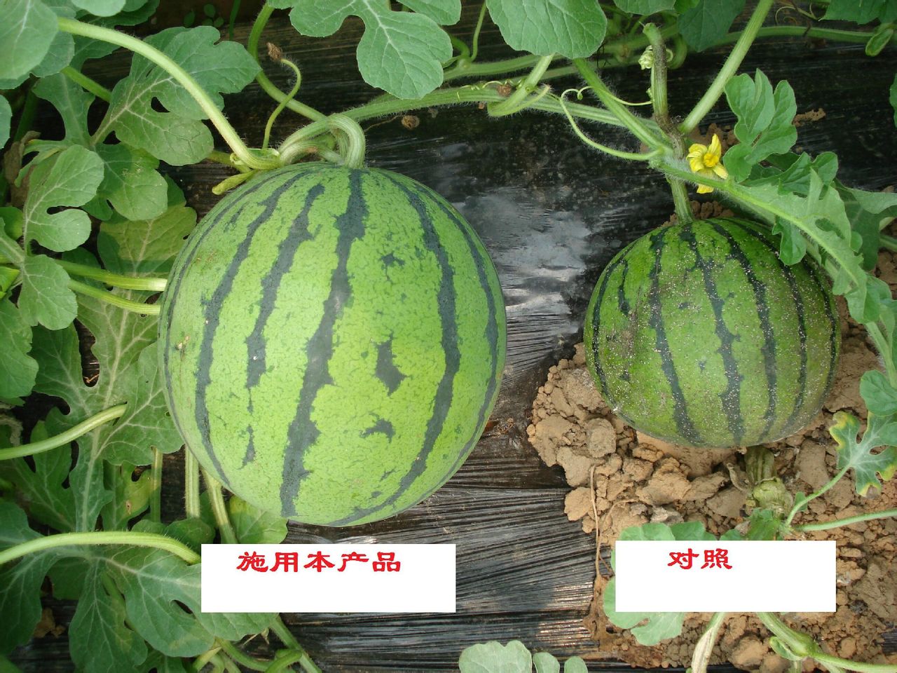 使用效果 使用效果