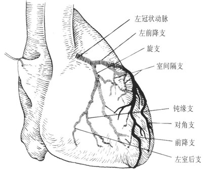 冠状动脉解剖结构 冠状动脉解剖结构