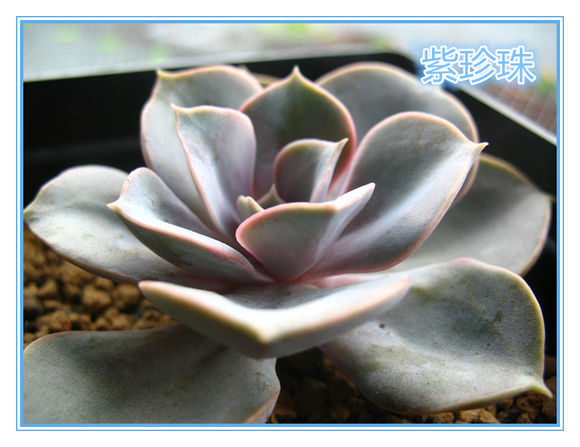 紫丁香花 紫丁香花