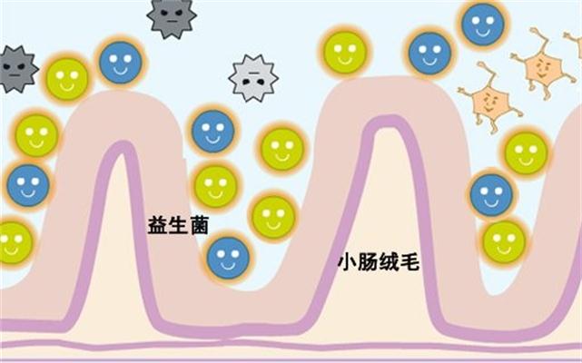 减肥益生菌
