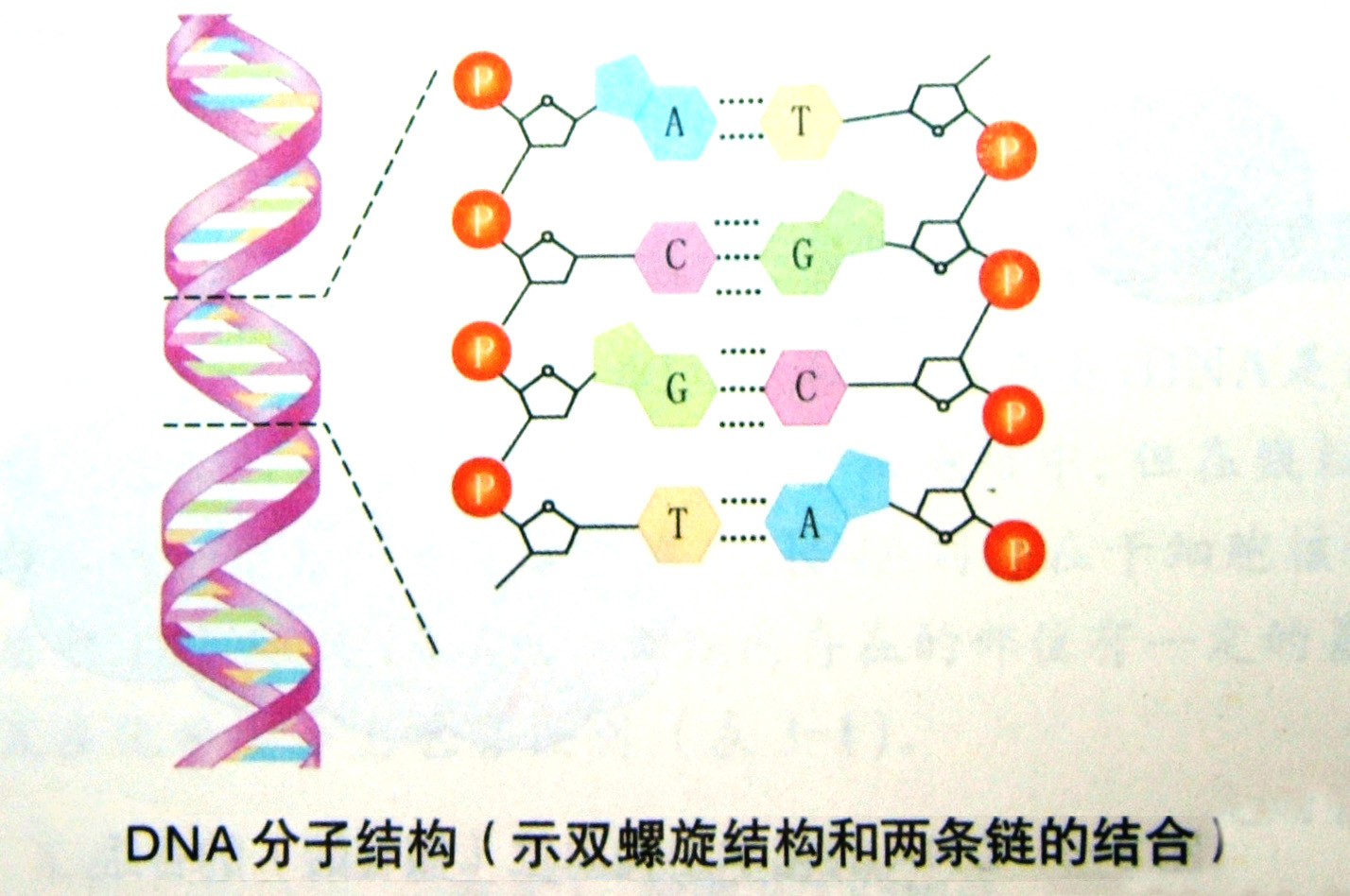 DNA与生男生女的趣味关係 DNA与生男生女的趣味关係
