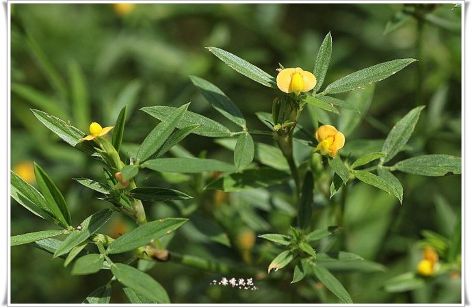 笔花豆亚族