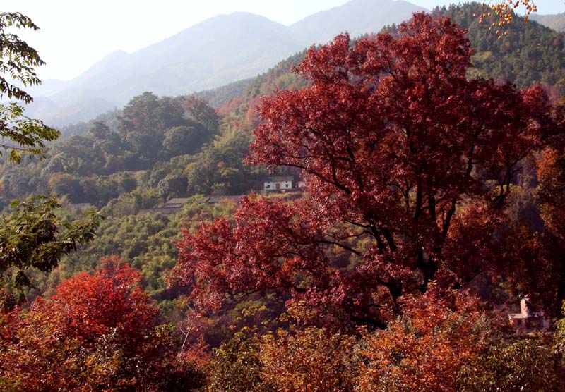 丫山风景区 丫山风景区