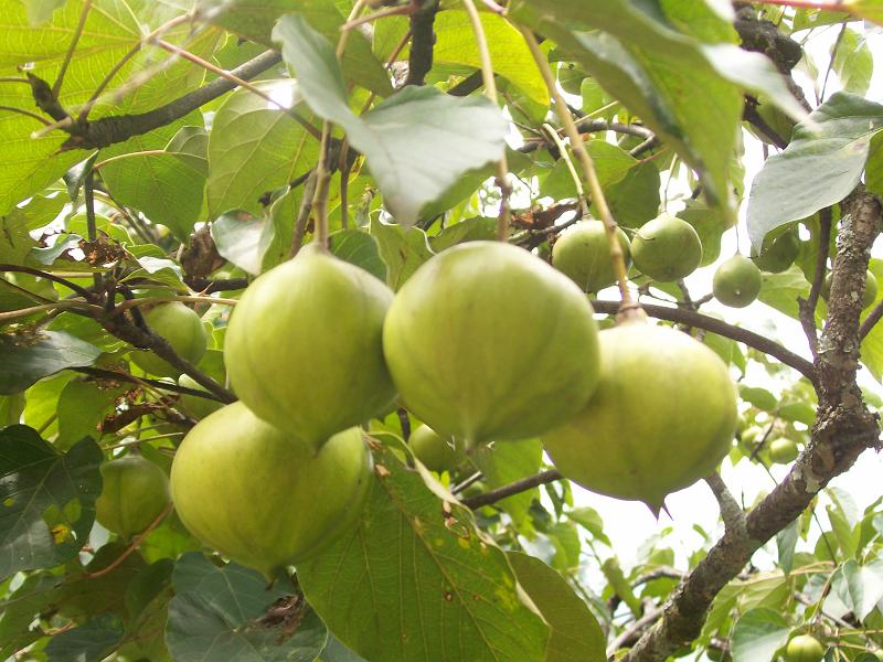 桐子 桐子