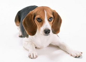 米格鲁猎兔犬 米格鲁猎兔犬