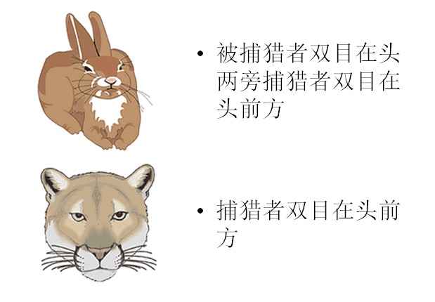 视觉感知 视觉感知