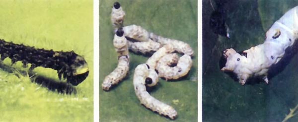 蓖麻蚕 蓖麻蚕