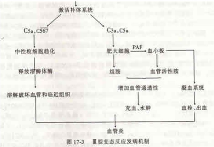 (Ⅲ型变态反应发生机理 (Ⅲ型变态反应发生机理