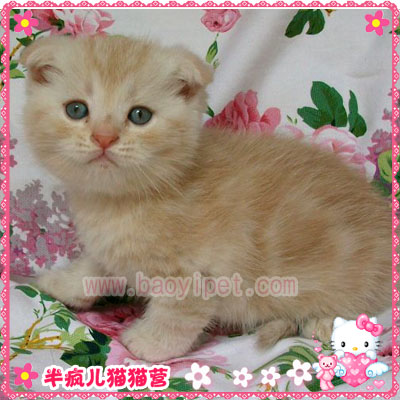 乳色异国短毛猫 乳色异国短毛猫