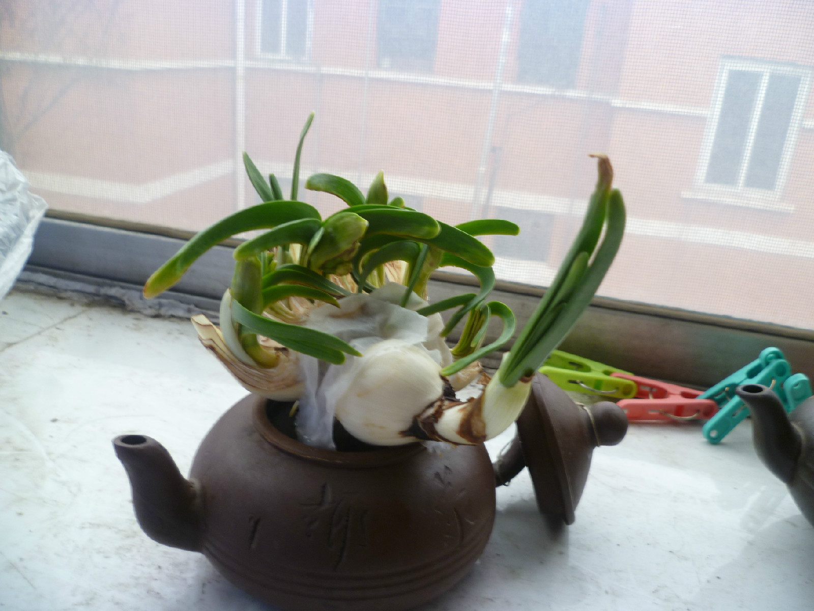 水培水仙 水培水仙