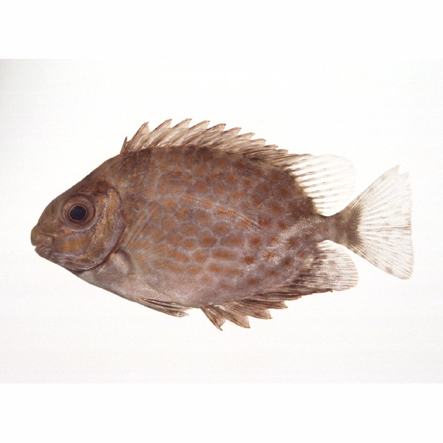 代表种:Siganus guttatus (Bloch, 1787) 代表种:Siganus guttatus (Bloch, 1787)