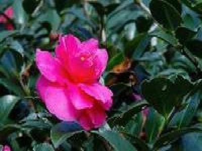 茶梅 茶梅