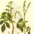 龙芽草属