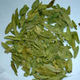 番泻叶(豆科植物)