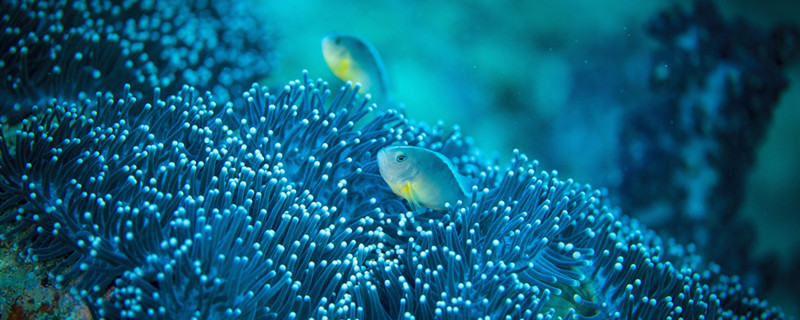海绵是什么生物 海绵到底是什么生物