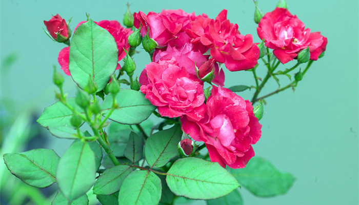 月季花的养殖方法和注意事项 月季花的养殖方法和注意事项是什么