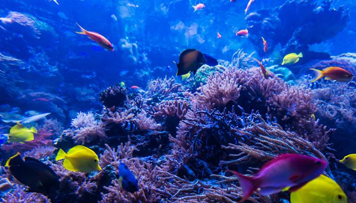 海绵是什么生物 海绵到底是什么生物