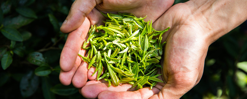 乌龙茶是什么茶 乌龙茶到底是什么茶