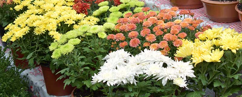花中四君指的是什么花 花中四君子是哪四种花