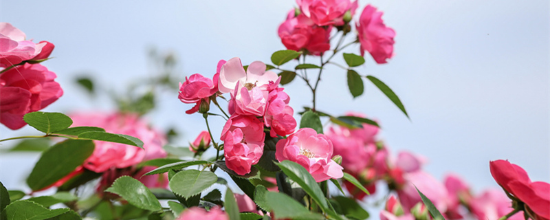 月季花的养殖方法和注意事项 月季花的养殖方法和注意事项是什么