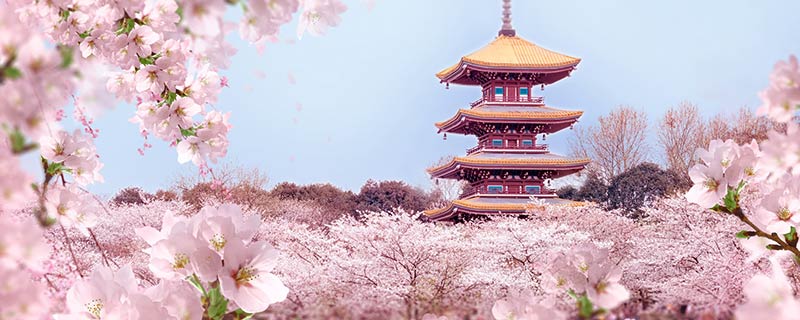 樱花是营养器官吗 樱花树的樱花是营养器官吗