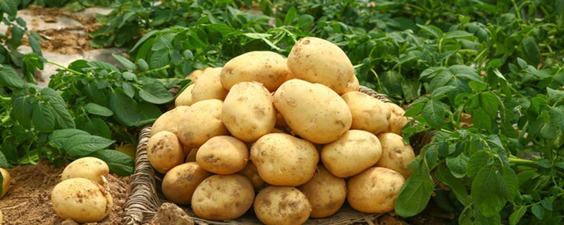 土豆是酸性还是碱性 土豆属于酸性还是碱性