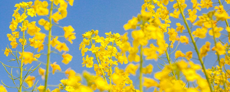 四季花开是哪个城市 四季花开是哪一个地方