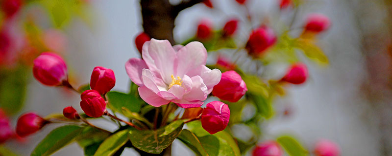 海棠花象征什么 海棠花的象征寓意