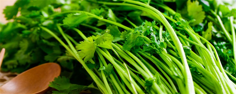 香菜怎么凉拌 香菜凉拌的方法