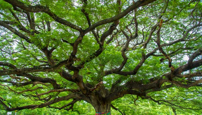 灌木和乔木区别 灌木和乔木区别在哪