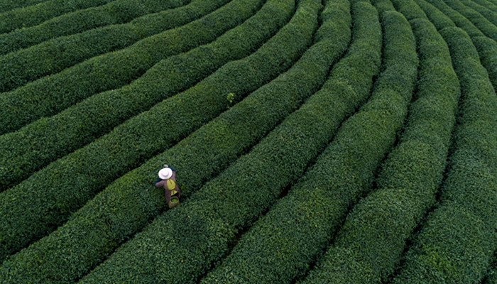 尚客茶品是哪个国家的品牌