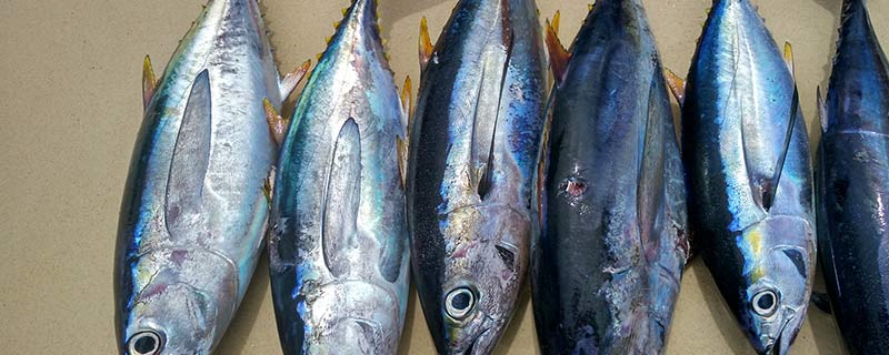 海鲜鱼种类 海鲜鱼有哪些种类