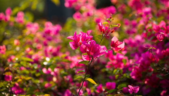长沙市市花是什么花