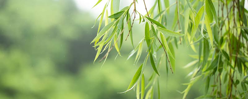 树的整体形态一般由什么组成 树的整体形态一般由哪三个部分组成