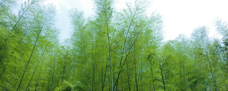 竹字的由来 竹字是怎么来的