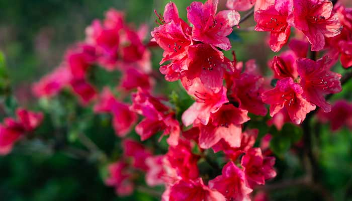 长沙市市花是什么花