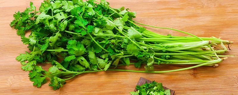 香菜根能吃吗 香菜根可以吃吗有什么好处