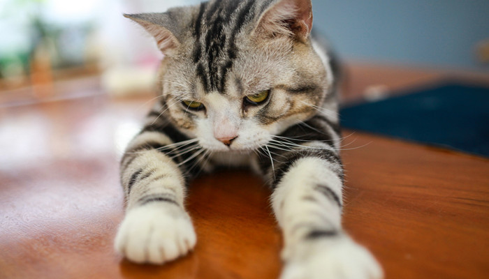 孟买猫的优缺点 孟买猫的优点及缺点