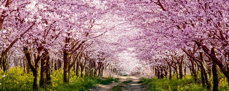 魏家桥樱花基地位置 魏家桥樱花基地在什么地方