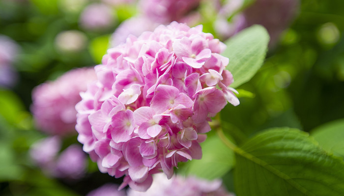 绣球花的花语是什么